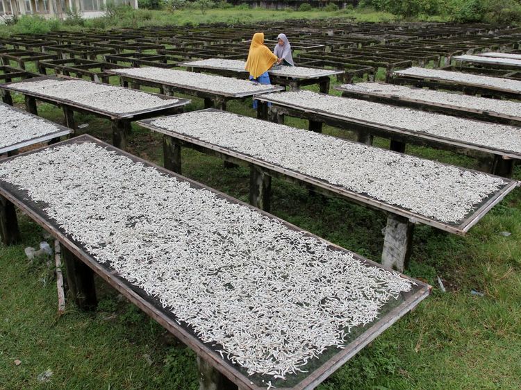 Produksi Ikan Kering di Padang Merosot Imbas Kenaikan Harga Garam