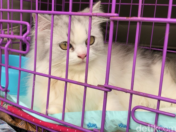 Kucing ras yanag dicekoki miras soju oleh 3 wanita di Padang. (M Afdal Afrianto/detikSumut)