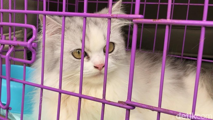 Kucing ras yanag dicekoki miras soju oleh 3 wanita di Padang. (M Afdal Afrianto/detikSumut)