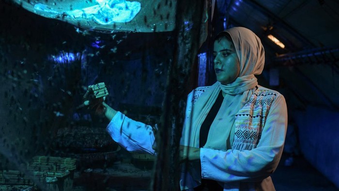 Pabrik di Mesir Bikin Pupuk Hayati dari Lalat Tentara Hitam, Begini Potretnya Production engineer Marwa Mohamed, 24, feeds black soldier flies in the farm of Egyptian company EGYMAG Biotechnology, which was founded in 2018 aiming to develop indoor breeding system, vertical insect protein production solution with less land, water and energy usage and transforming organic residue to protein and unique organic fertilizers, in Al Qalyubia, Egypt August 27, 2023. REUTERS/Hadeer Mahmoud