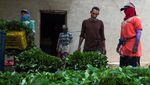 Pabrik di Mesir Bikin Pupuk Hayati dari Lalat Tentara Hitam, Begini Potretnya