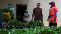 Petani bernama Hisham El-sayed El-Kahal yang telah menggunakan pupuk organik di ladang stroberi miliknya mengatakan, pupuk hayati yang dihasilkan dari lalat hitam ini hemat biaya. Pupuk tersebut telah membantu memangkas biaya hingga 50 persen.  