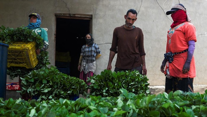 Pabrik di Mesir Bikin Pupuk Hayati dari Lalat Tentara Hitam, Begini Potretnya Production engineer Marwa Mohamed, 24, feeds black soldier flies in the farm of Egyptian company EGYMAG Biotechnology, which was founded in 2018 aiming to develop indoor breeding system, vertical insect protein production solution with less land, water and energy usage and transforming organic residue to protein and unique organic fertilizers, in Al Qalyubia, Egypt August 27, 2023. REUTERS/Hadeer Mahmoud