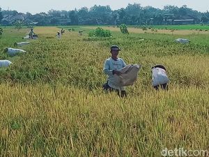 Harga Gabah Kering Panen di Klaten Meroket, Lumbung Pangan Desa Limbung