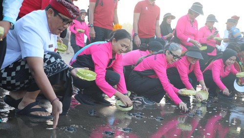 Pelepasan tukik di Pantai Pangkung Tibah, Tabanan, Kamis (7/9/2023).
