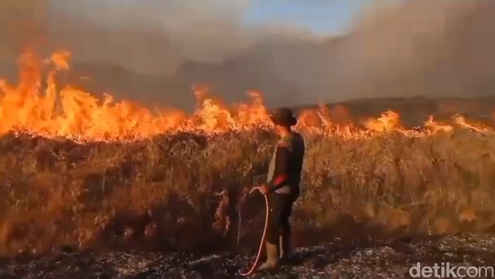 Proses pemadaman kebakaran Bukit Teletubbies Bromo akibat ulah pengunjung.