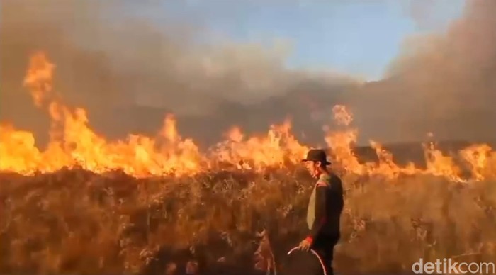 Proses pemadaman kebakaran Bukit Teletubbies Bromo akibat ulah pengunjung.