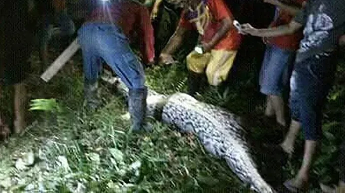 Ular sanca mangsa orang