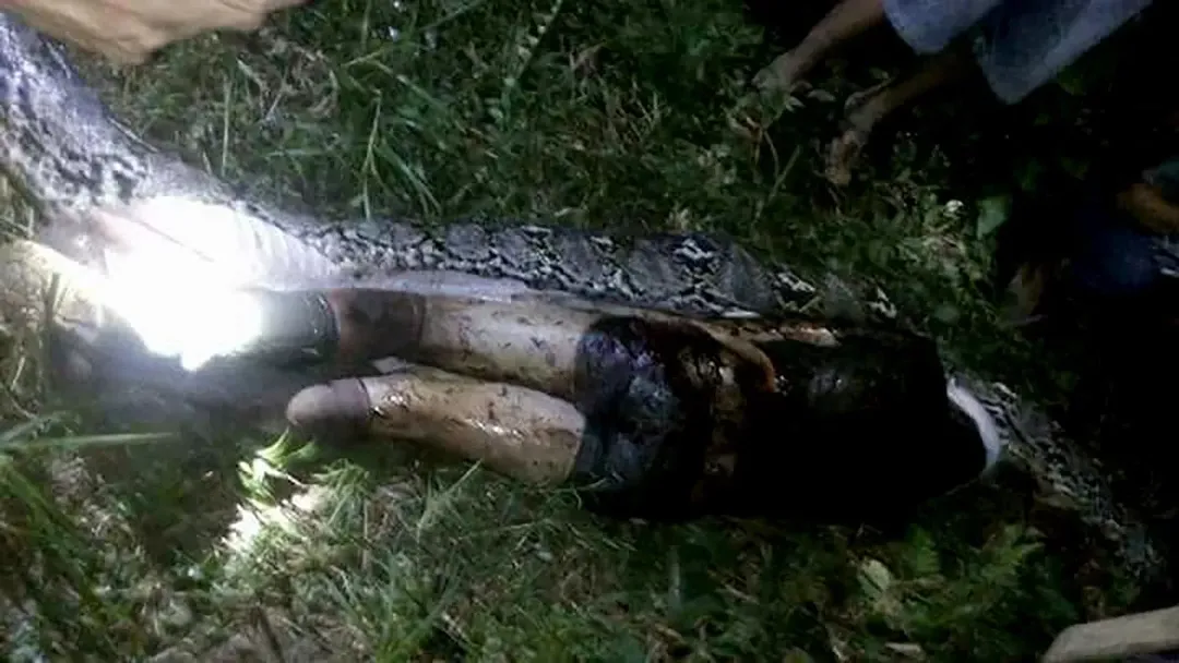 Ular sanca mangsa orang