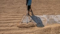 Menurut pelaku usaha penggilingan padi, harga gabah kering pada musim panen saat ini mengalami kenaikan harga dari sebelumnya Rp 5.500 per kilogram menjadi Rp 7.000 per kilogram karena panen padi terdampak musim kemarau. ANTARA FOTO/Aloysius Jarot Nugroho. 