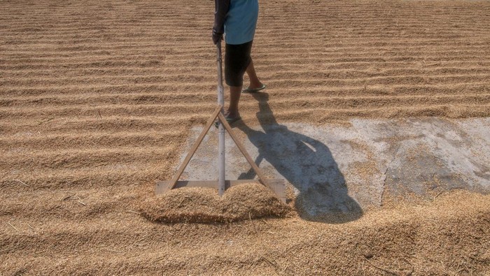Harga gabah kering mengalami kenaikan harga dari sebelumnya Rp 5.500 per kilogram menjadi Rp 7.000. Hal ini karena panen padi terdampak kemarau.