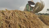 Petani membersihkan gabah yang baru dipanen di Kabupaten Rejang, Provinsi Bengkulu, Rabu (6/9/2023). ANTARA FOTO/Muhammad Izfaldi 