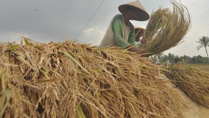 Harga gabah kering mengalami kenaikan harga dari sebelumnya Rp 5.500 per kilogram menjadi Rp 7.000. Hal ini karena panen padi terdampak kemarau.