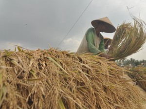 BPS Catat Kesejahteraan Petani Meningkat saat Harga Beras Naik