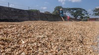 Pekerja menjemur gabah di Desa Kopen, Teras, Boyolali, Kamis (7/9/2023). ANTARA FOTO/Aloysius Jarot Nugroho. 