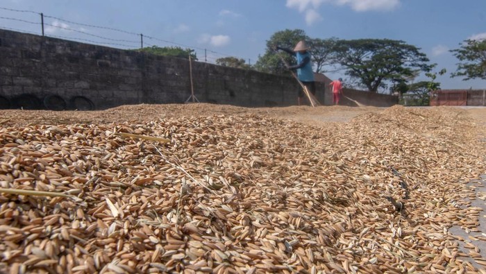 Harga gabah kering mengalami kenaikan harga dari sebelumnya Rp 5.500 per kilogram menjadi Rp 7.000. Hal ini karena panen padi terdampak kemarau.