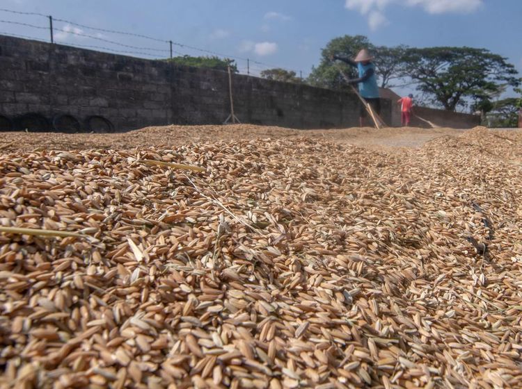 Waduh! Harga Gabah Melonjak ke Rp 7.000/Kg Gegara Kemarau