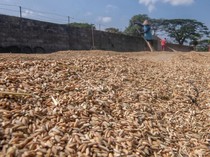 Waduh! Harga Gabah Melonjak ke Rp 7.000/Kg Gegara Kemarau