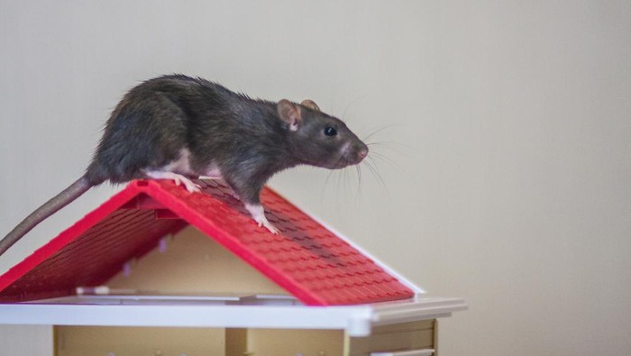 he concept of buying a roof. New roof. Material for the roof. Mouse upstairs. Rat upstairs.