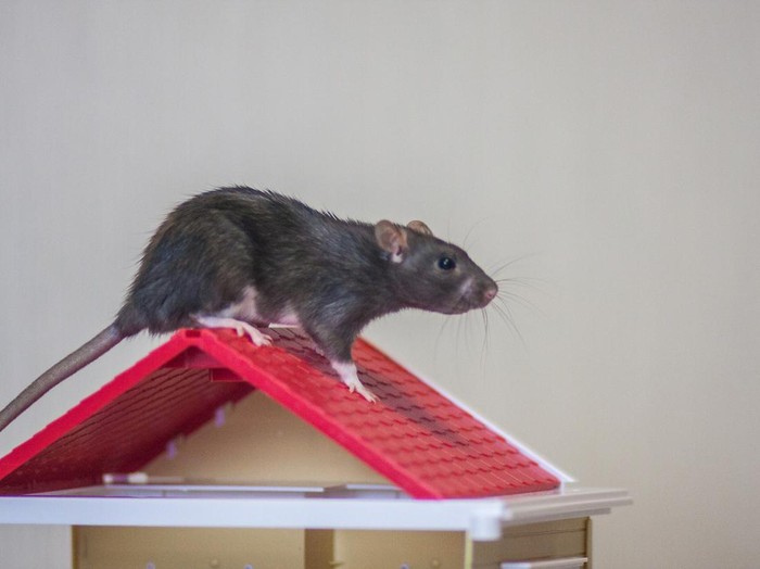 he concept of buying a roof. New roof. Material for the roof. Mouse upstairs. Rat upstairs.