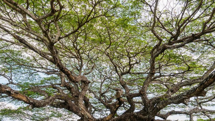 Gian monkey pod tree in Rayong, Thailand