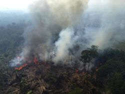 Lagi-lagi Ulah Manusia! Hutan Amazon Kini Berbalik Jadi Sumber Emisi Karbon