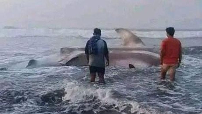 Bangkai hiu tutul di Pantai Selatan Cianjur.