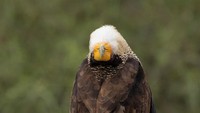 Dalam gambar ini, yang diambil di sebuah peternakan di Texas, AS, seekor caracara jambul menjulurkan lehernya ke belakang untuk melihat langsung ke lensa Ann Gillis.