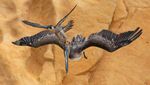 Karya-karya Menakjubkan dari Kompetisi Fotografi Burung 2023