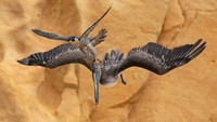 Foto elang peregrine menyerang burung pelikan coklat besar menjadi pemenang umum Fotografer Burung Tahun Ini. Diambil di California, AS oleh fotografer Jack Zhi.