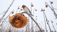Seekor burung semak duri digambarkan bertengger di tangkai bunga matahari selama musim dingin di Silesia Bawah, Polandia. Karya fotografer Mateusz Piesiak.