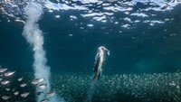 Gambar aneh dan menawan seekor burung bangau berkaki biru yang muncul dari kawanan ikan dengan ikan sarden di paruhnya diakui dalam kategori perilaku burung. Foto ini diambil oleh fotografer Henley Spires di perairan Los Islotes di Baja California Sur, Meksiko.