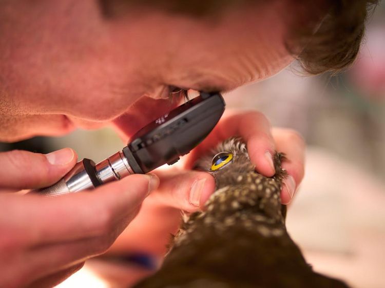 Karya-karya Menakjubkan dari Kompetisi Fotografi Burung 2023