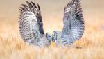 Karya-karya Menakjubkan dari Kompetisi Fotografi Burung 2023