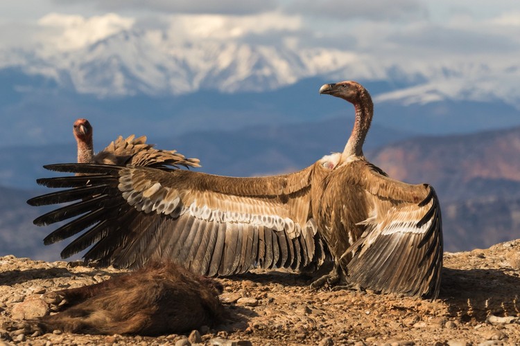 BMC Ecology Image Competition