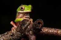 BMC Ecology Image Competition