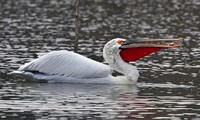 BMC Ecology Image Competition