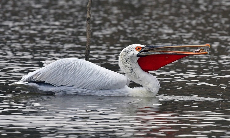 BMC Ecology Image Competition