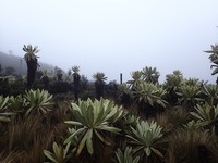 BMC Ecology Image Competition