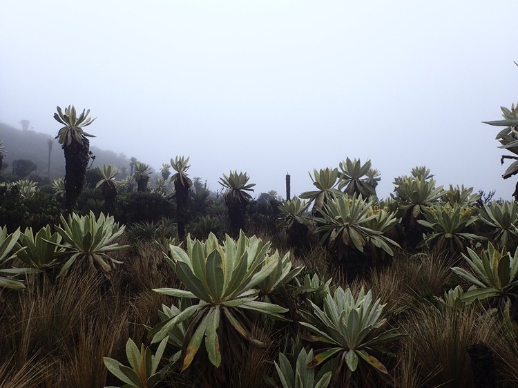 BMC Ecology Image Competition