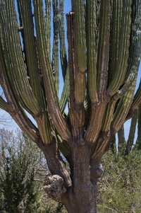 BMC Ecology Image Competition