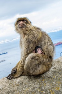 BMC Ecology Image Competition
