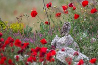 BMC Ecology Image Competition