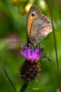 BMC Ecology Image Competition