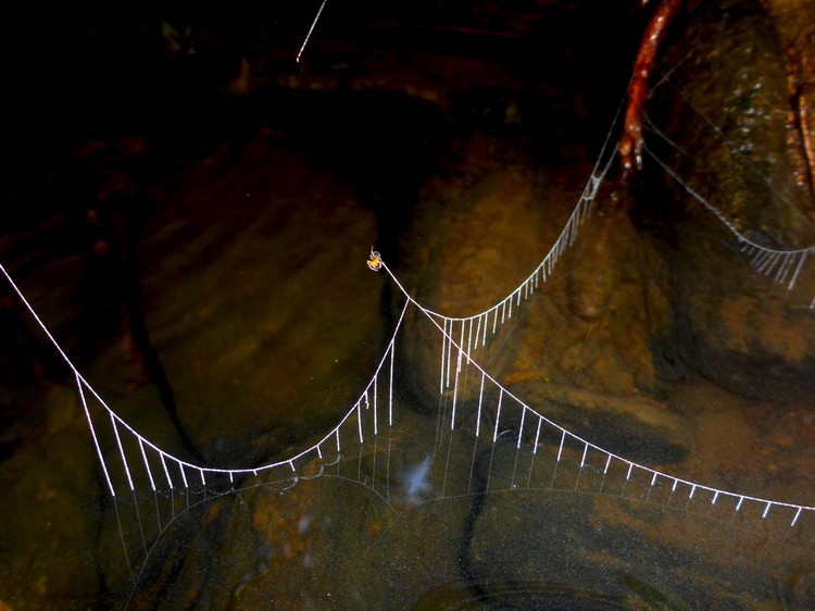 BMC Ecology Image Competition