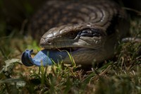 BMC Ecology Image Competition