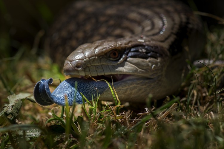 BMC Ecology Image Competition