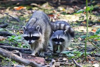 BMC Ecology Image Competition