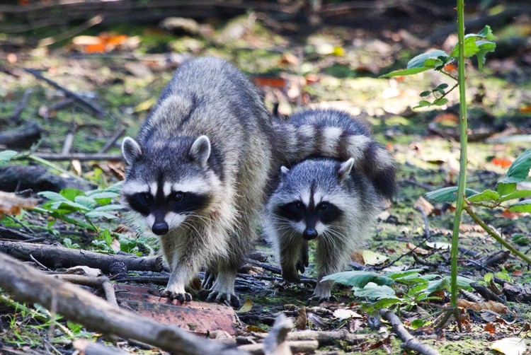 BMC Ecology Image Competition