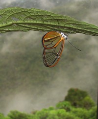 BMC Ecology Image Competition